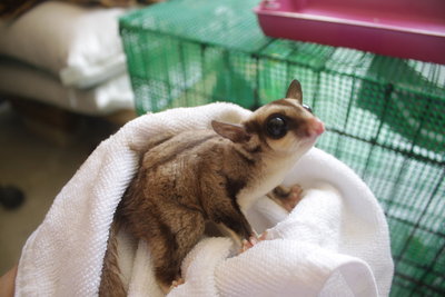 Kitty - Sugar Glider Small & Furry