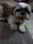 Bibi - Shih Tzu Dog