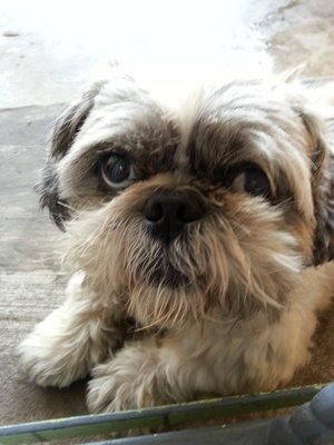 Bibi - Shih Tzu Dog