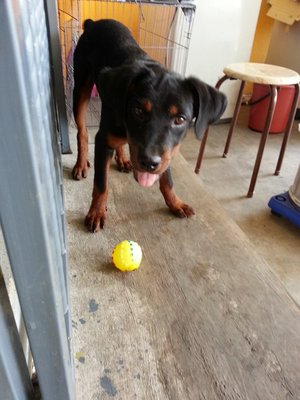 Lcuky - Rottweiler Dog