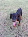 Lcuky - Rottweiler Dog