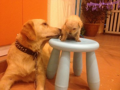 Little Golden Retrievers - Golden Retriever Dog