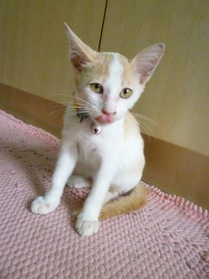 Creamy - Domestic Short Hair Cat