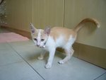 Creamy - Domestic Short Hair Cat