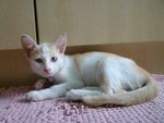 Creamy - Domestic Short Hair Cat