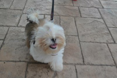 Immediate Let Go  - Shih Tzu Dog