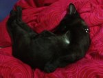 Midnite May - Domestic Short Hair Cat