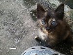 2 Semi Stray Kittens - Domestic Short Hair Cat