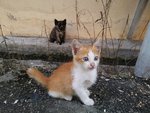 2 Semi Stray Kittens - Domestic Short Hair Cat