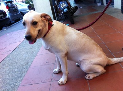 Labrador - Labrador Retriever Dog