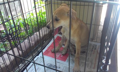 Lucky - Mixed Breed Dog