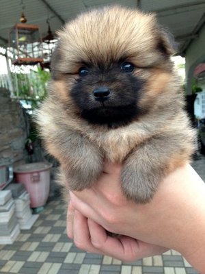 Orange Pomeranian Thick Fur - Pomeranian Dog