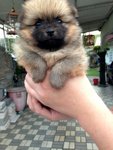 Orange Pomeranian Thick Fur - Pomeranian Dog