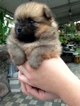 Orange Pomeranian Thick Fur - Pomeranian Dog