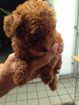 Super Red Tiny Poodle For Sale - Poodle Dog