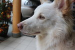 Xiao Bai (小白） - Mixed Breed Dog