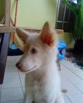 Xiao Bai (小白） - Mixed Breed Dog