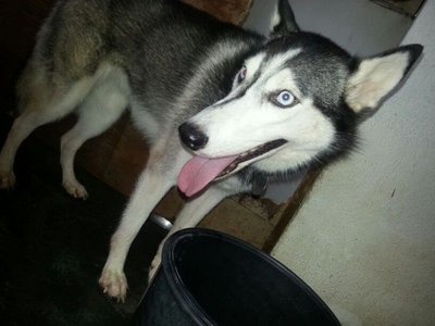 Mia/princess - Siberian Husky Dog