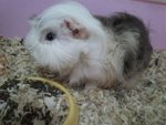 2 Adult Piggies For Adoption - Guinea Pig Small & Furry