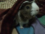 2 Adult Piggies For Adoption - Guinea Pig Small & Furry