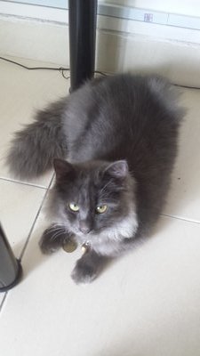 Melo - Domestic Long Hair Cat