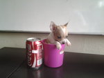 Chihuahua - Chihuahua Dog