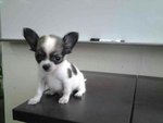 Chihuahua - Chihuahua Dog