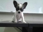 Chihuahua - Chihuahua Dog