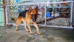 Jacky  - German Shepherd Dog Dog