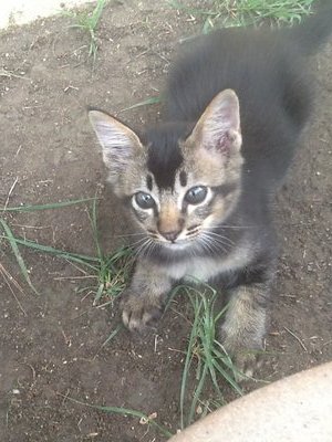 PF45413 - Domestic Medium Hair + Domestic Long Hair Cat