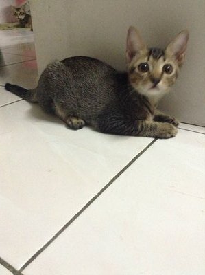 Kittens - Domestic Short Hair Cat