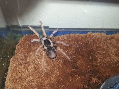 Dent - Tarantula Small & Furry