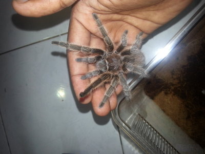 Bane - Tarantula Small & Furry