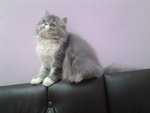 Leonardo Persian Pure Flatface - Persian Cat