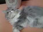 Leonardo Persian Pure Flatface - Persian Cat