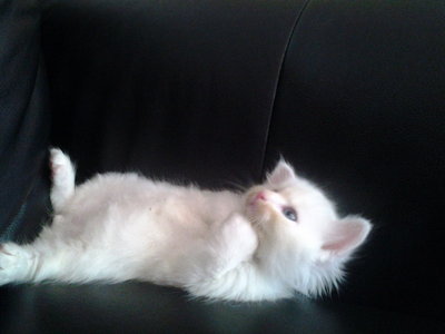 Si Comel Parsi - Domestic Long Hair Cat