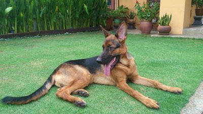 Figo - German Shepherd Dog Dog