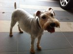 Snowy - Schnauzer Dog