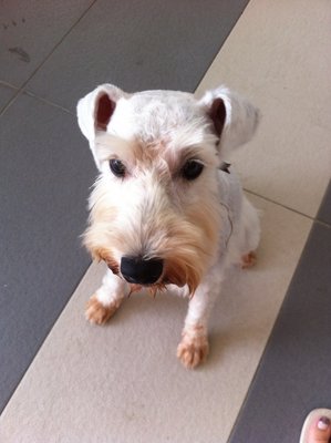 Snowy - Schnauzer Dog