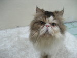 Cfa Persian Flat Face Male - Persian Cat