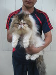 Cfa Persian Flat Face Male - Persian Cat