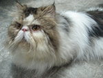 Cfa Persian Flat Face Male - Persian Cat