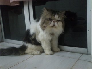 Cfa Persian Flat Face Male - Persian Cat