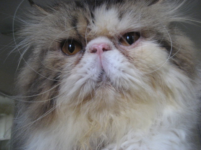 Cfa Persian Flat Face Male - Persian Cat