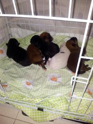 Puppies For Adoption - Mixed Breed Dog