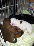 Puppies For Adoption - Mixed Breed Dog