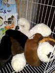 Puppies with their teddy