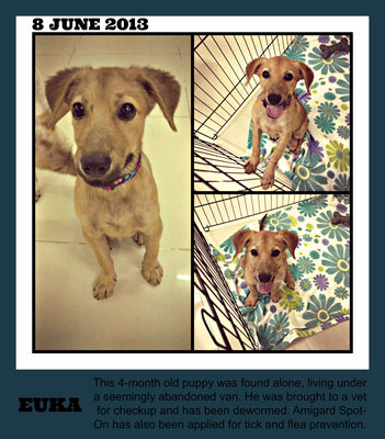 Euka - Mixed Breed Dog