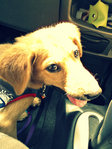 On his way to Malaysian Dogs Deserve Better's adoption drive at The Summit, USJ.