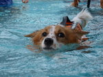 Pets for U Swimming Centre